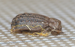 Phoberus rhyparoides