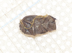 Phoberus rhyparoides