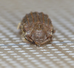 Phoberus rhyparoides