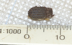 Phoberus rhyparoides