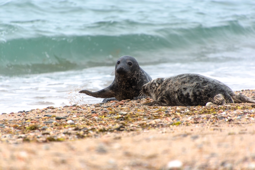 Atlantic Grey Seal from New Shoreham, RI 02807, USA on May 29, 2022 by