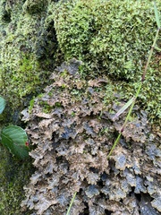 Pseudocyphellaria dissimilis