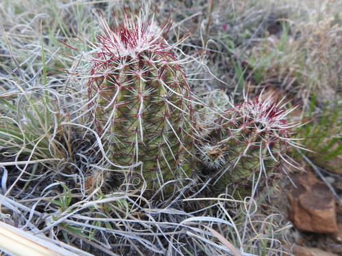 Green-flower Hedgehog Cactus