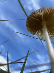 Pseudocyphellaria dissimilis