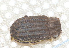 Phoberus rhyparoides