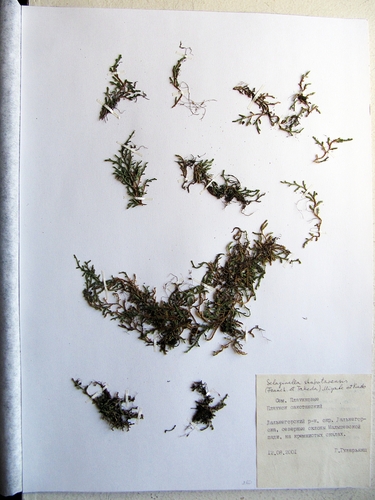 Selaginella shakotanensis iNat (2)