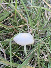 Pseudocyphellaria dissimilis