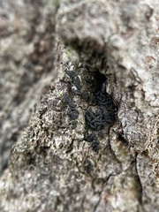 Hysterium angustatum