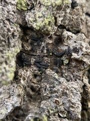 Hysterium angustatum