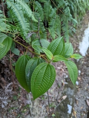 Miconia crenata