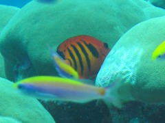 Centropyge loriculus