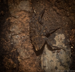 Poropterus variabilis