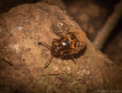 Episcaphula tamburinea