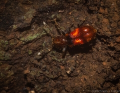 Apteropilo humerofuscus