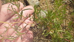 Persicaria angustifolia
