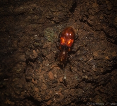 Apteropilo humerofuscus