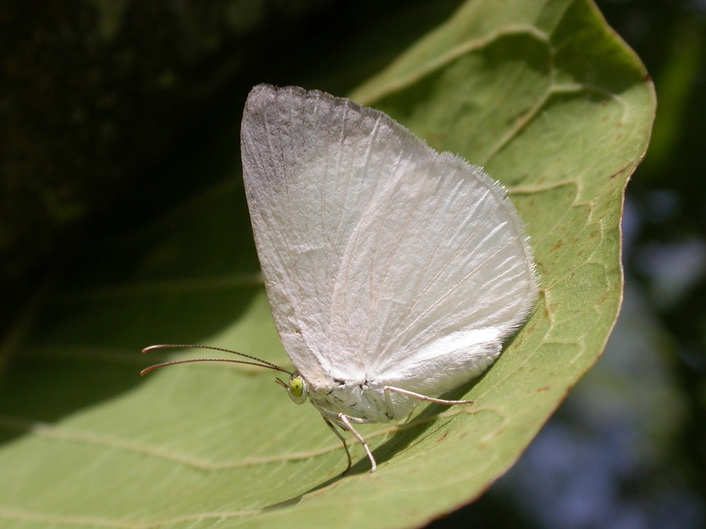 Theope pieridoides