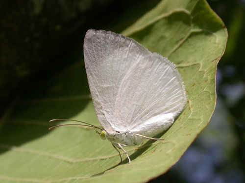 Theope pieridoides
