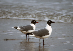 Franklin's Gull photo 6