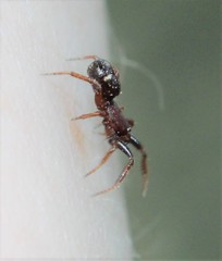 Asagena americana