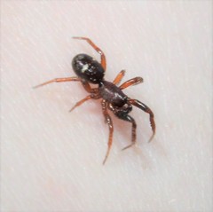 Asagena americana