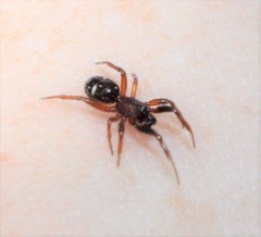 Asagena americana