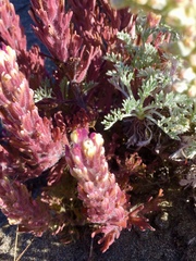 Castilleja exserta latifolia