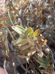 Thymus numidicus image