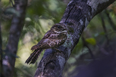 Siphonorhis brewsteri