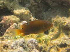 Chrysiptera unimaculata