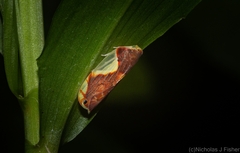 Aneipo ceres