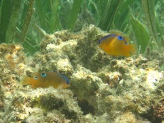 Chrysiptera unimaculata