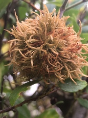 Asphondylia ceanothi