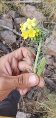 Lithospermum cobrense