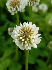Trifolium repens