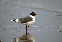 Franklin's Gull photo 3