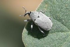 Trichobaris compacta