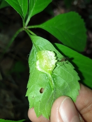 Dasineura parthenocissi