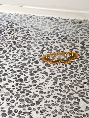 Epobeidia lucifera extranigricans