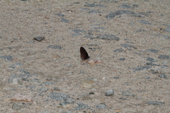 Euploea eyndhovii gardineri