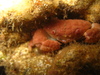 Facetted Crab - Photo (c) Helen Crawford, some rights reserved (CC BY-NC-ND), uploaded by Helen Crawford
