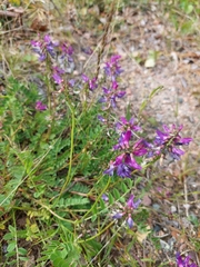 Astragalus alpinus