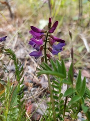 Astragalus alpinus