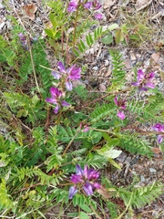 Astragalus alpinus