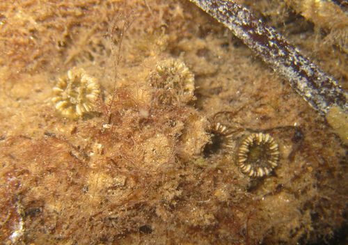 Astrangia atrata