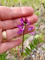 Astragalus alpinus