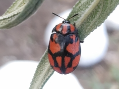 Ogdoecosta biannularis