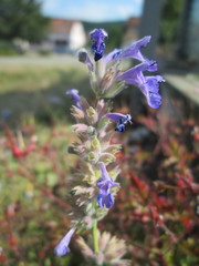 Nepeta racemosa