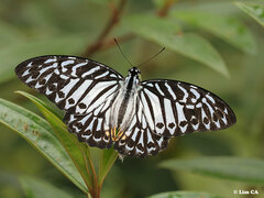 Graphium delessertii