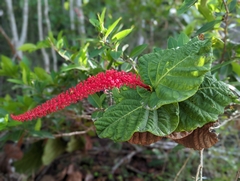 Coccoloba rugosa